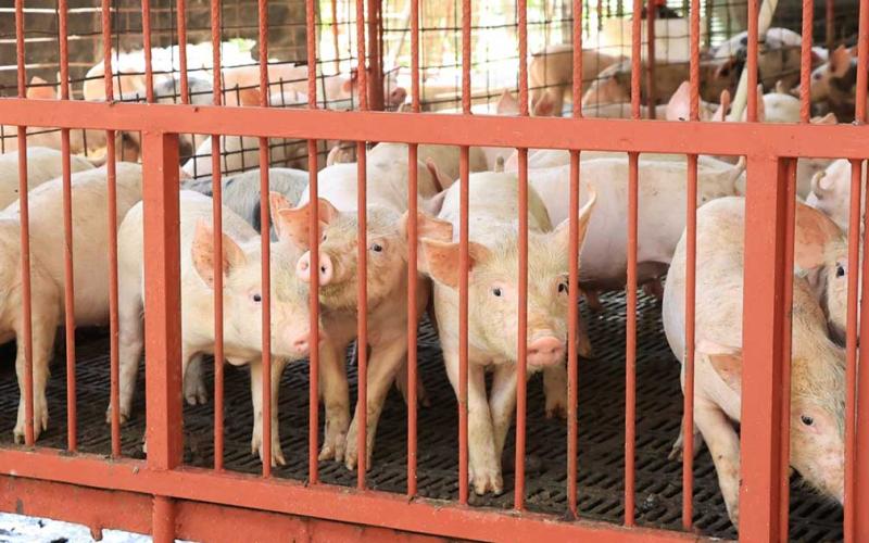 Llevan a cabo verificaciones y registro de unidades de transporte porcina