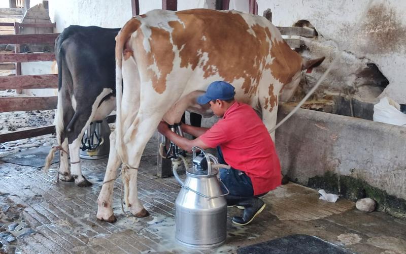 Conociendo el MAGA: Dirección de Desarrollo Pecuario y el apoyo a los productores de leche