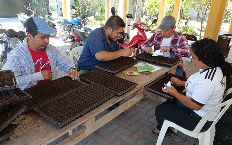 Producción de pilones y diversificación de cultivos contribuyen al desarrollo en Petén
