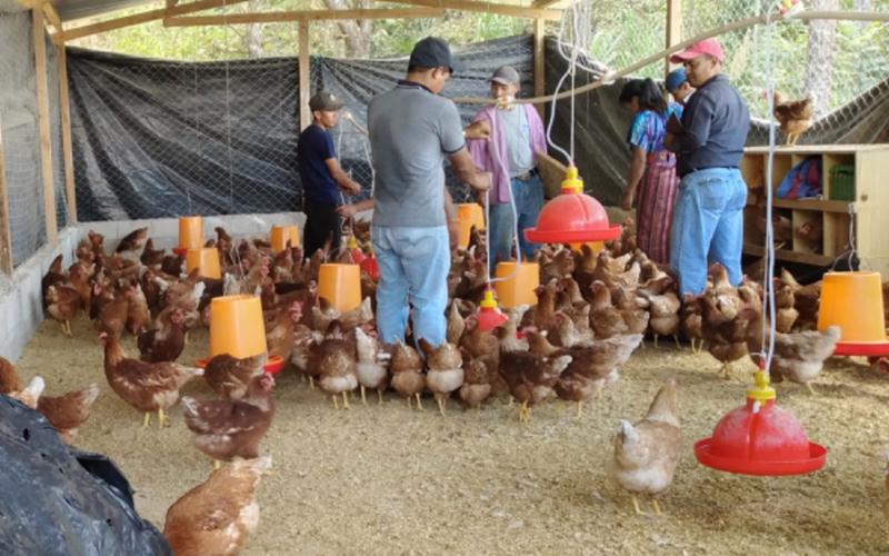Productoras y productores son capacitados para mejorar la salud avícola en Petén