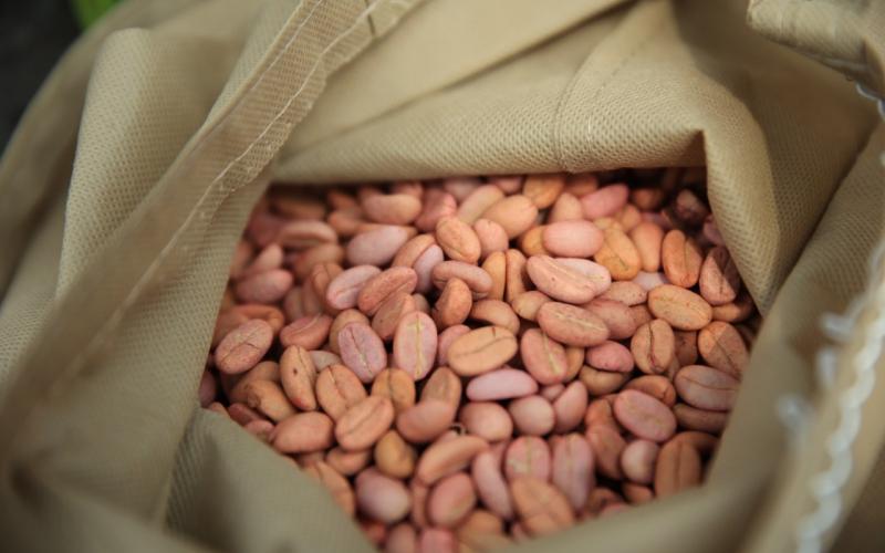 Semillas resistentes a la sequía y a la roya mejorarán la producción de café en el país