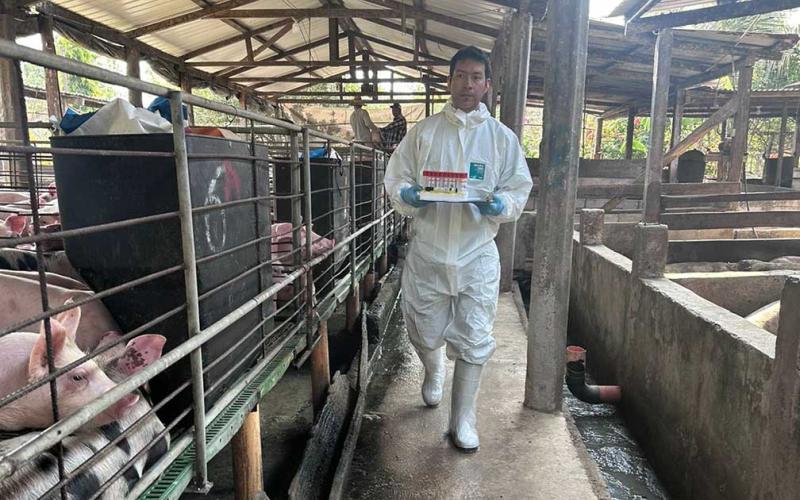 Vigilancia sanitaria porcina beneficia a comunidades de Petén