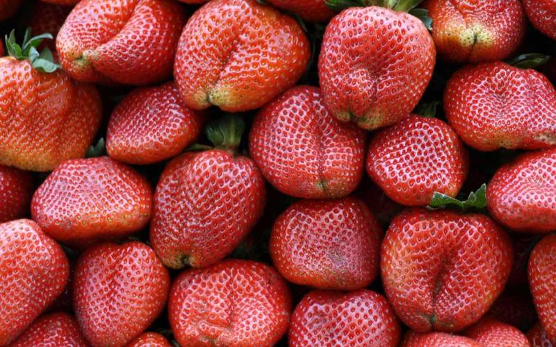 La importancia de la conmemoración del Día de la Fruta en la región
