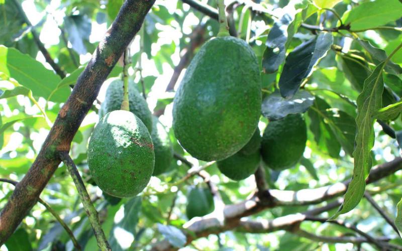 Aprenda cuándo se debe sembrar el aguacate