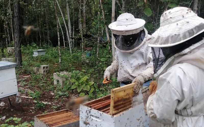 Buscan incrementar producción de miel