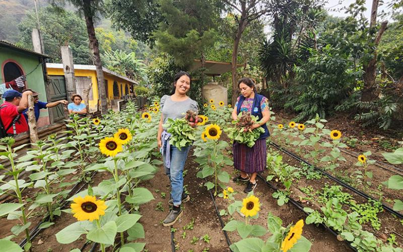 Emprendimiento de girasoles
