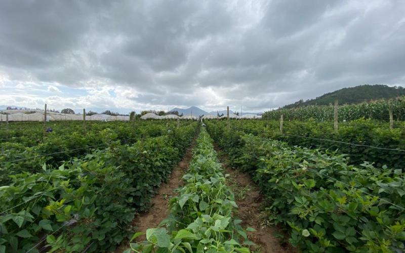 Fin de semana lluvioso: tome en cuenta las recomendaciones para el sector agropecuario