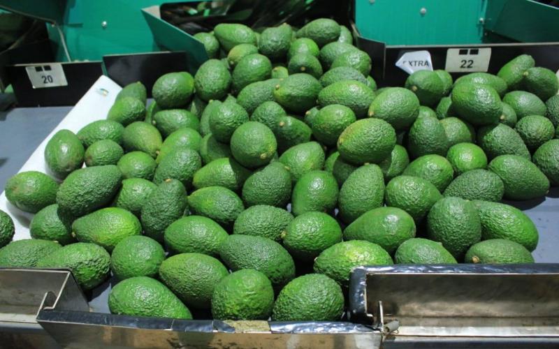 Importancia de la producción de aguacate