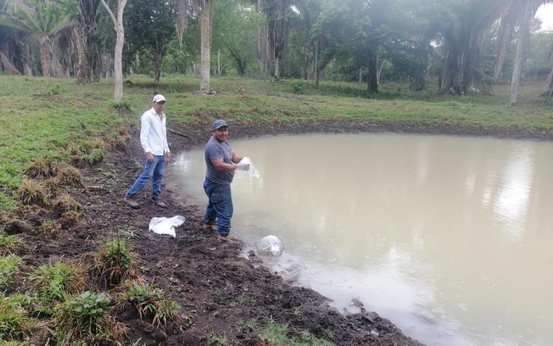 Incentivan producción de tilapia en Santa Ana, Petén