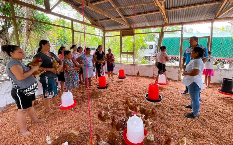 Mujeres construyen galpón para gallinas de postura