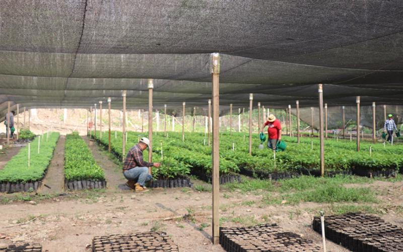 Producirán 450 mil plantas forestales para recuperar bosques de Petén