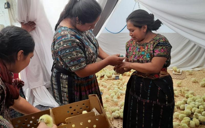Productoras capacitadas para crianza y venta de pollos