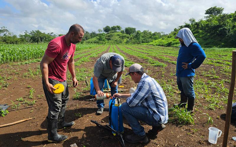Brindan asistencia técnica a productores de sandía