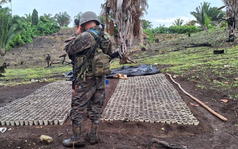 Ejército de Guatemala localiza dos plantaciones de marihuana en Petén.
