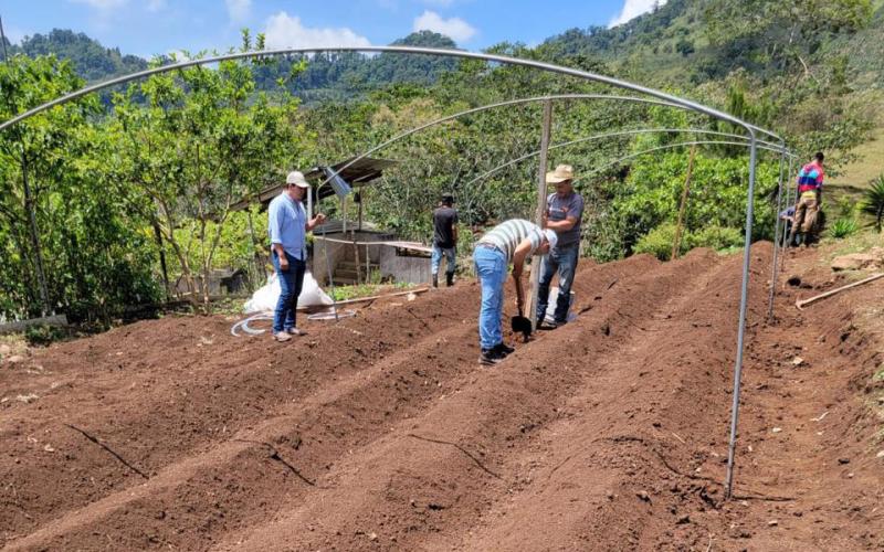 Instalan macro túnel para el cultivo de tomate