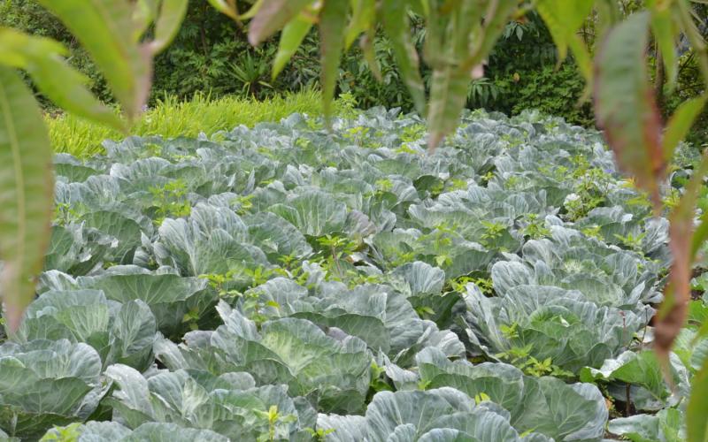 Permisos de Importación de Productos de Origen Vegetal contribuyen al fortalecimiento económico