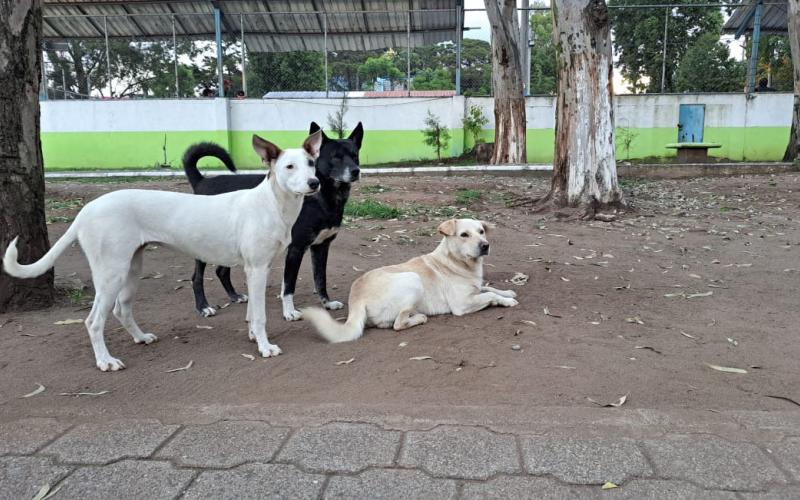 Se impulsan múltiples acciones para el bienestar de perros en situación de calle