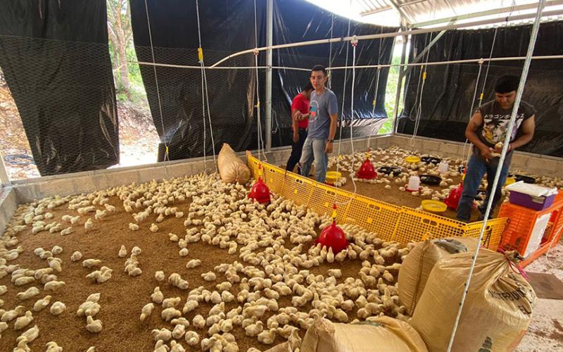 Se realiza jornada de vacunación a pollos de engorde