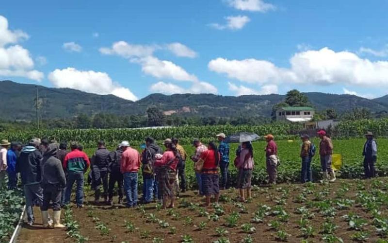 Fortalecen cadena del cultivo de papa en Chimaltenango