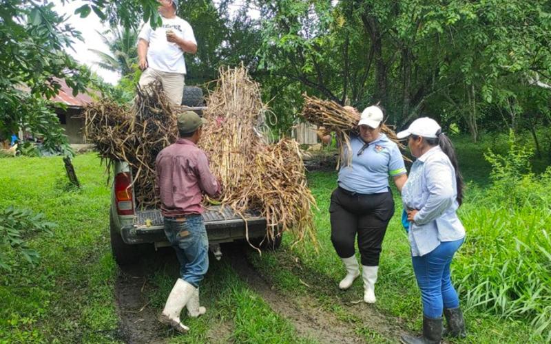 Lanzan proyecto de ganadería sostenible en Petén