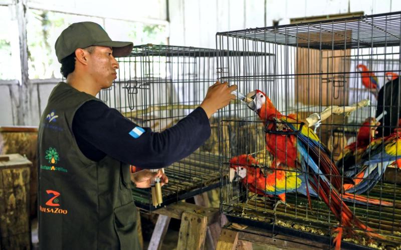 Pichones de guacamaya roja, criados en un laboratorio, como parte del programa de incubación Artificial. 