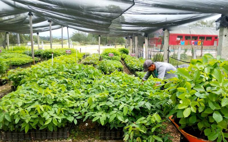 Continúa la entrega de plantas forestales en Petén