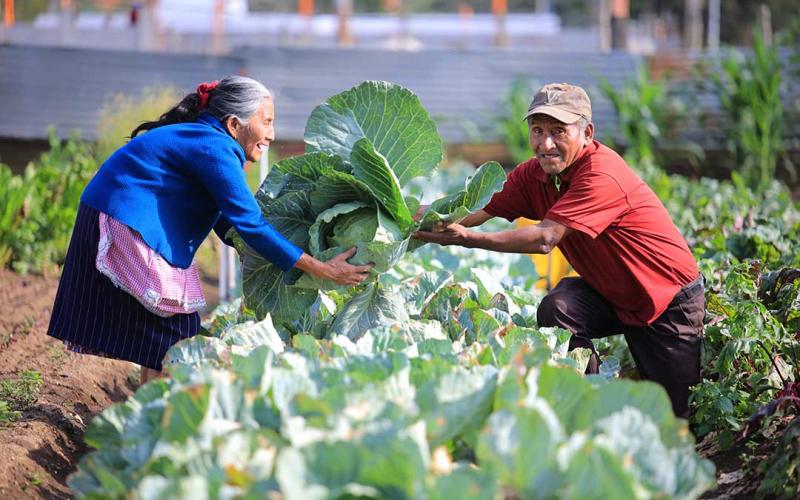 Día Mundial de la Agricultura: papel de las y los agricultores es vital para la vida