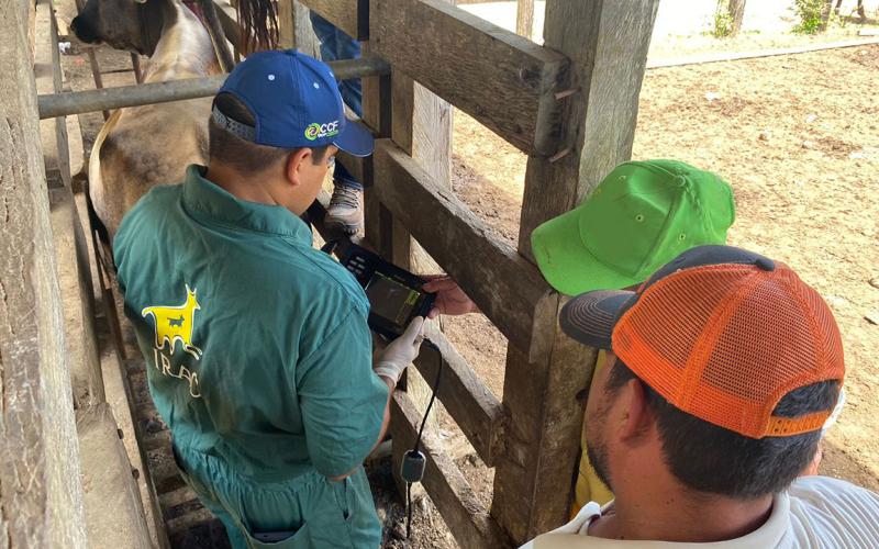 Ganaderos de Petén reciben asistencia técnica