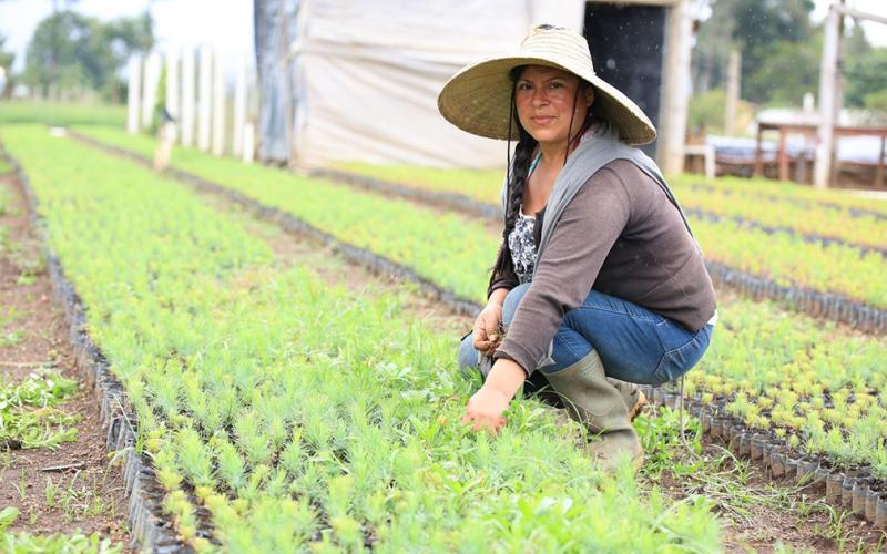 Producción Agroforestal 