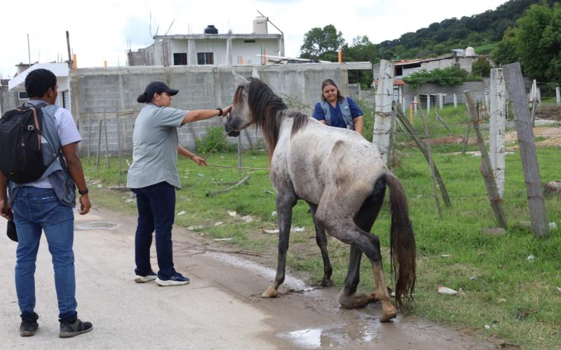 Jalapa: Será sancionado el propietario de equino que fue localizado en estado físico crítico