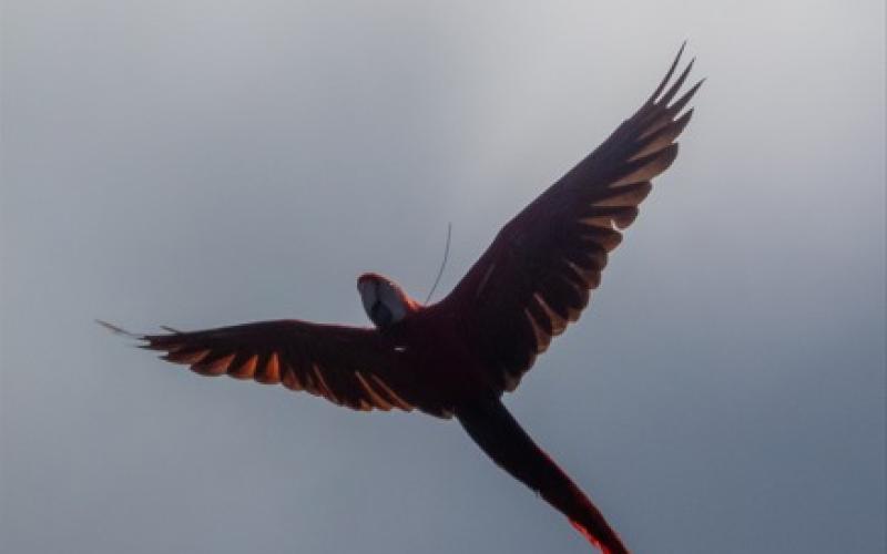 Guacamaya roja