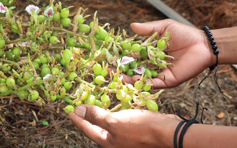 Cardamomo