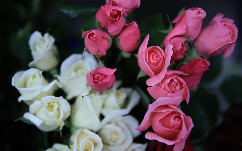 Aprenda aspectos básicos del cultivo de rosas