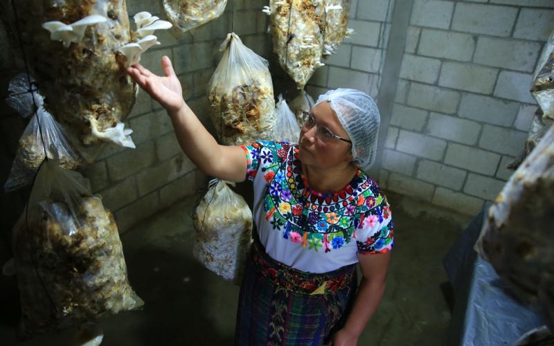 Aprovechan potencial del cultivo de hongo ostra