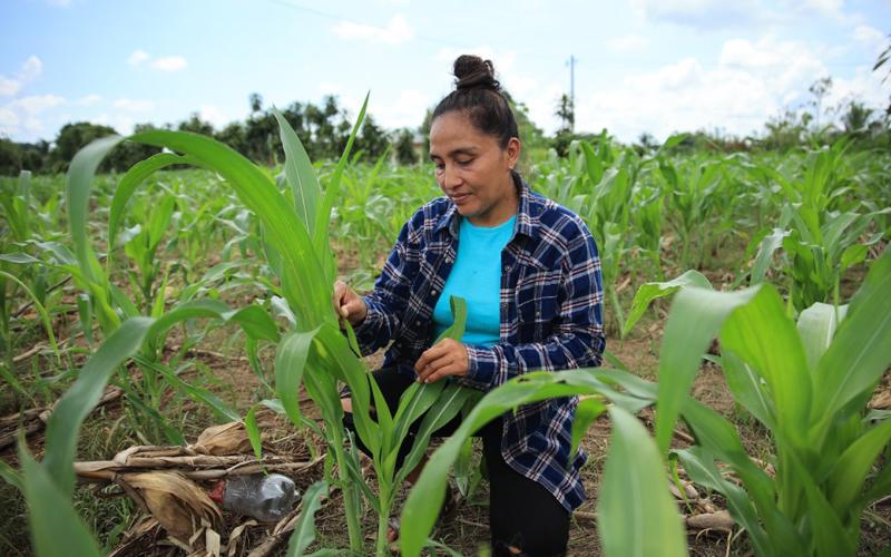 Así funciona el Seguro Agropecuario