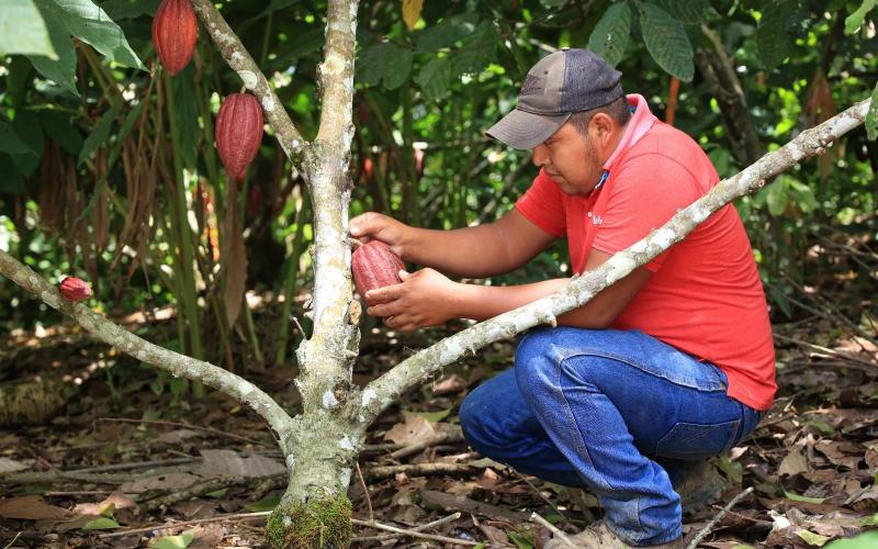 Cacao