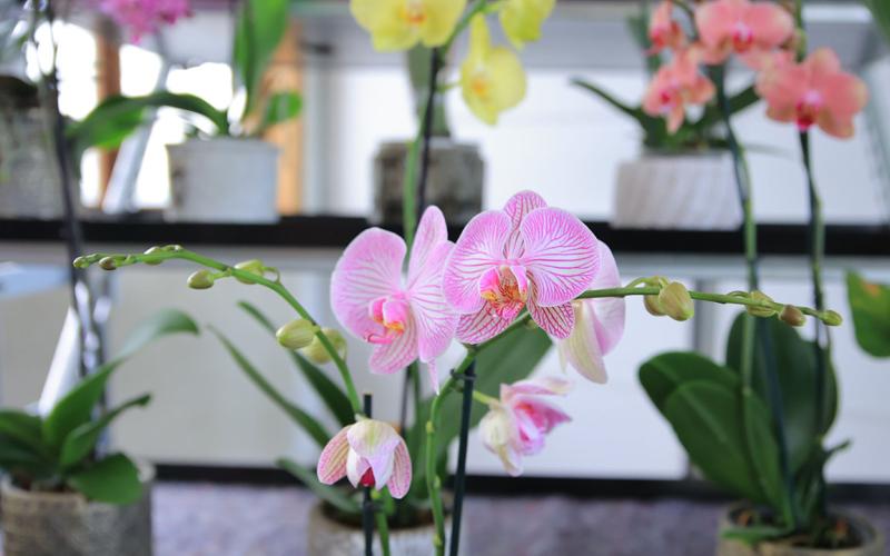 Cultivo de Orquídeas