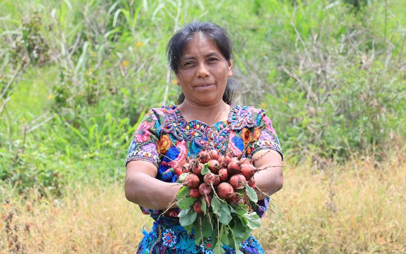 Cultivo del rábano