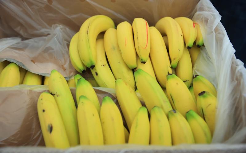 El banano