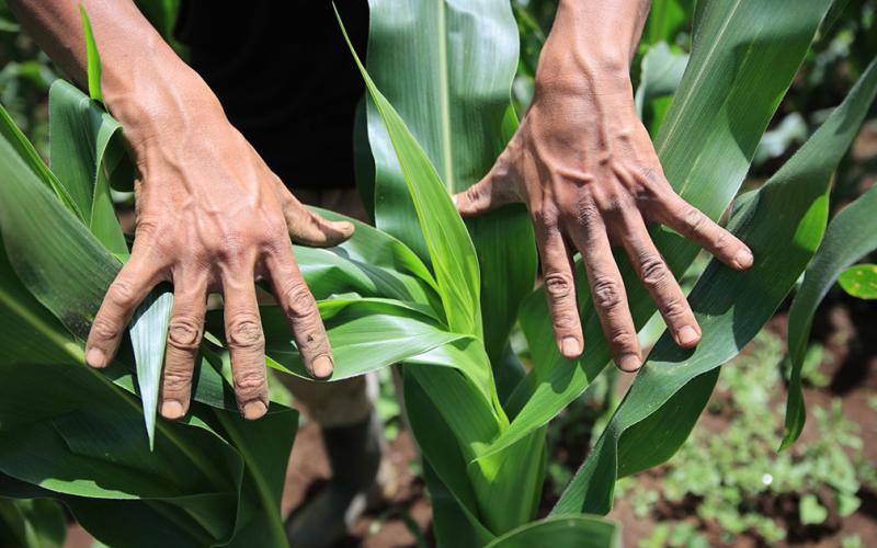 El Sistema Milpa