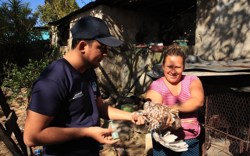 Importancia de la vacunación en aves