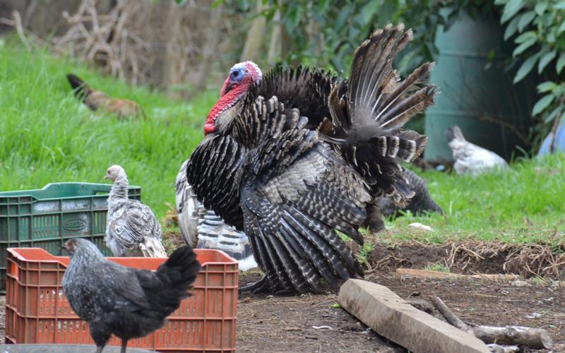 La crianza de aves de traspatio ofrece varias ventajas