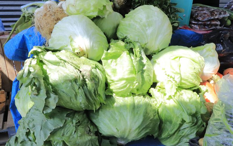 La lechuga un alimento refrescante e hidratante
