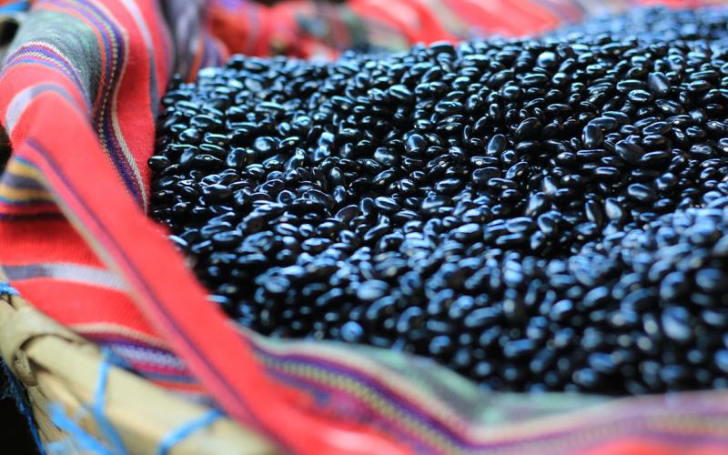Los beneficios del frijol que gozan los guatemaltecos