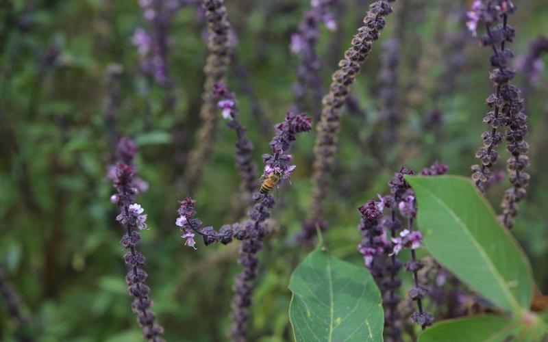 Plantas medicinales 