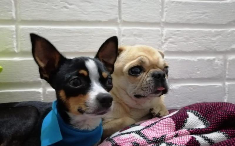 Resguarde a sus mascotas durante los días lluviosos, especialmente en los paseos