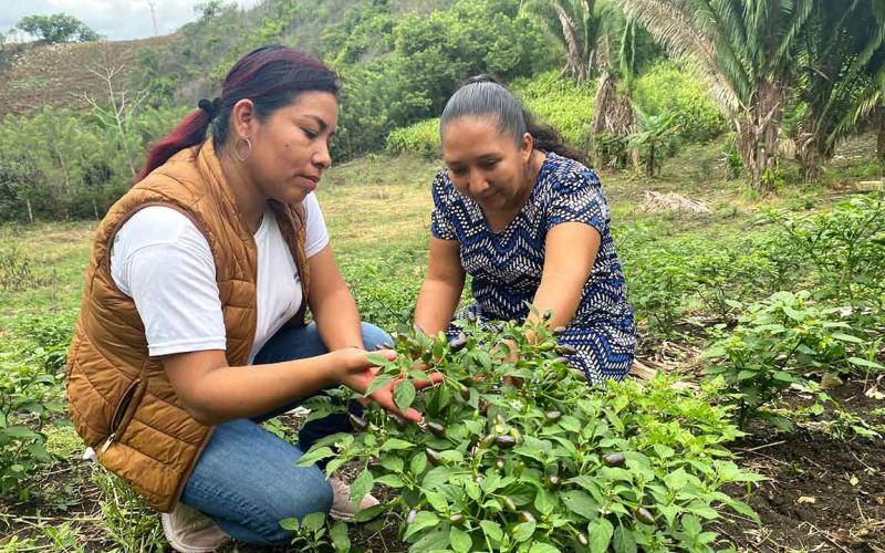 Se brinda asistencia técnica a productores de Poptún