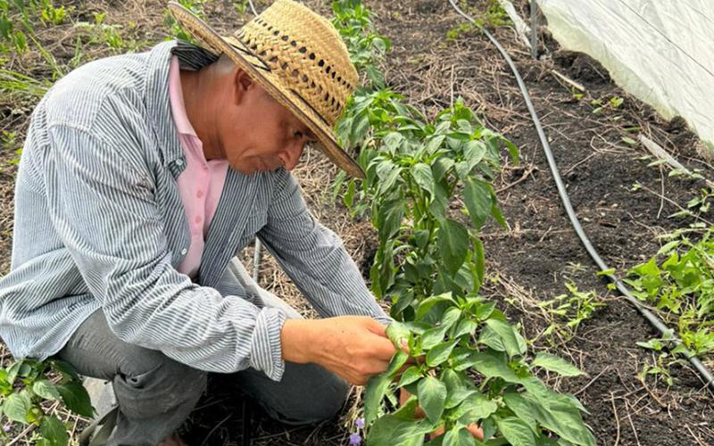 Verifican parcelas de cultivo de chile pimiento y cobanero