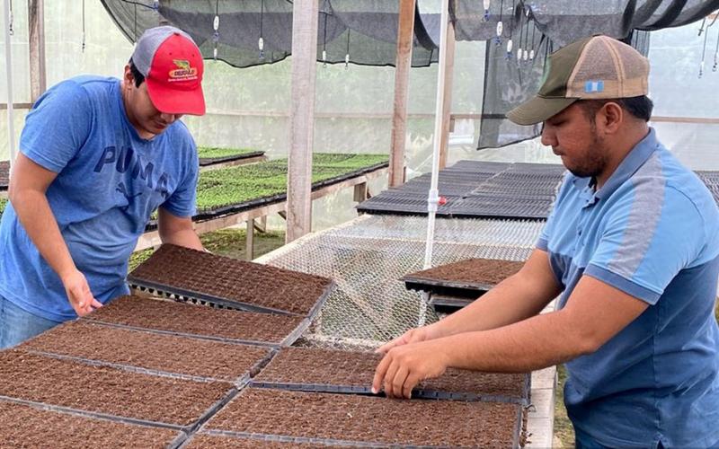 Continúa la siembra de chile Cobán en el centro de producción de Poptún
