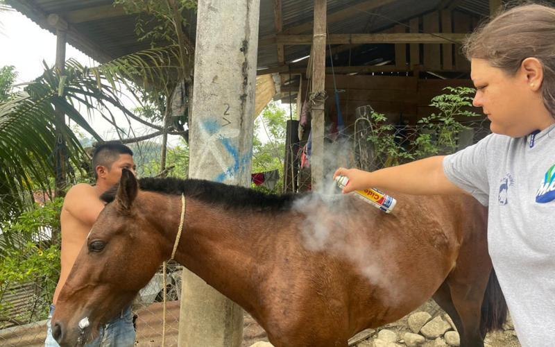 Brindan asistencia a equinos en San Luis por denuncia de vecinos